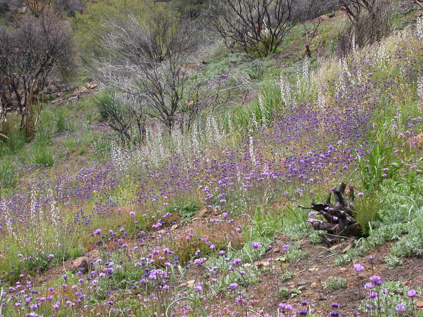Post Burn Wildflowers, Hwy 33, Derrydale Creek