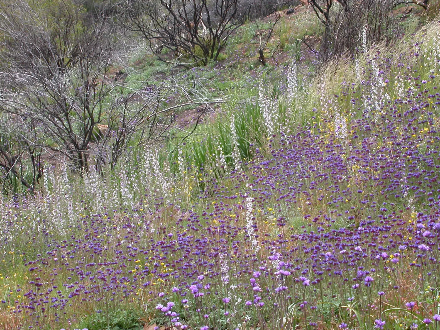 Post Burn Wildflowers, Hwy 33, Derrydale Creek