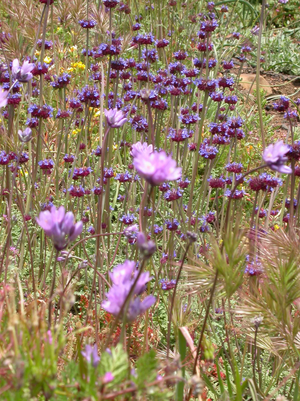 Post Burn Wildflowers, Hwy 33, Derrydale Creek