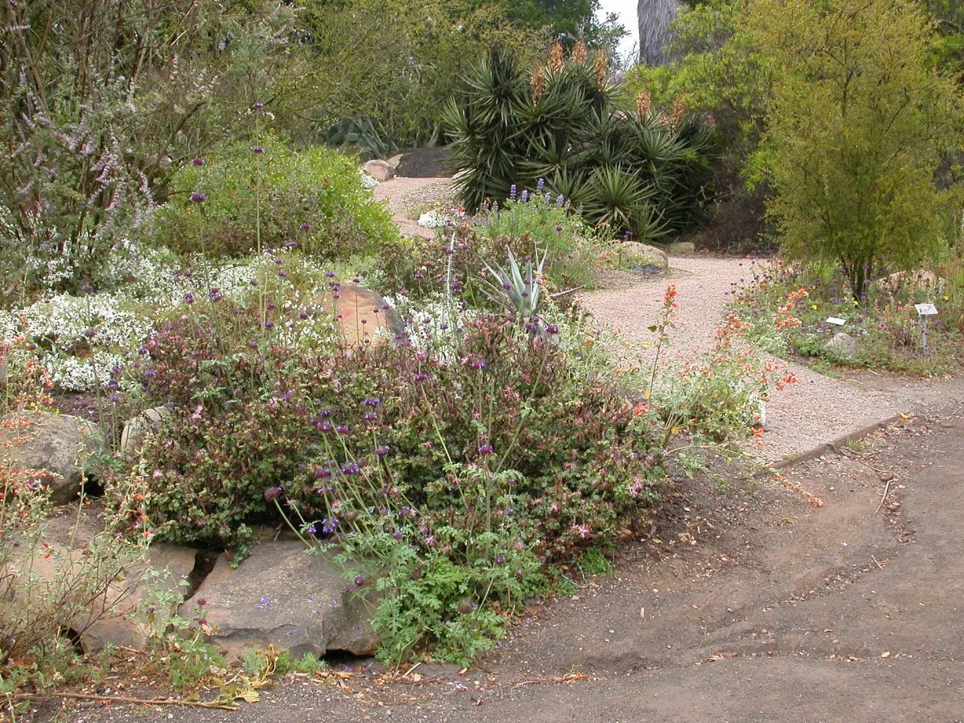 Desert Wash, Salvia columbariae (Chia)