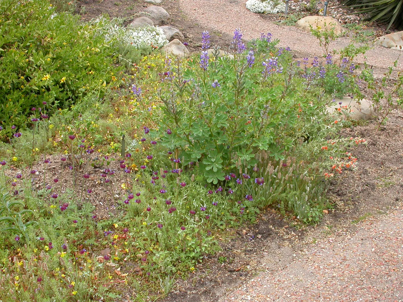 Lupinus (lupine) in Desert Wash