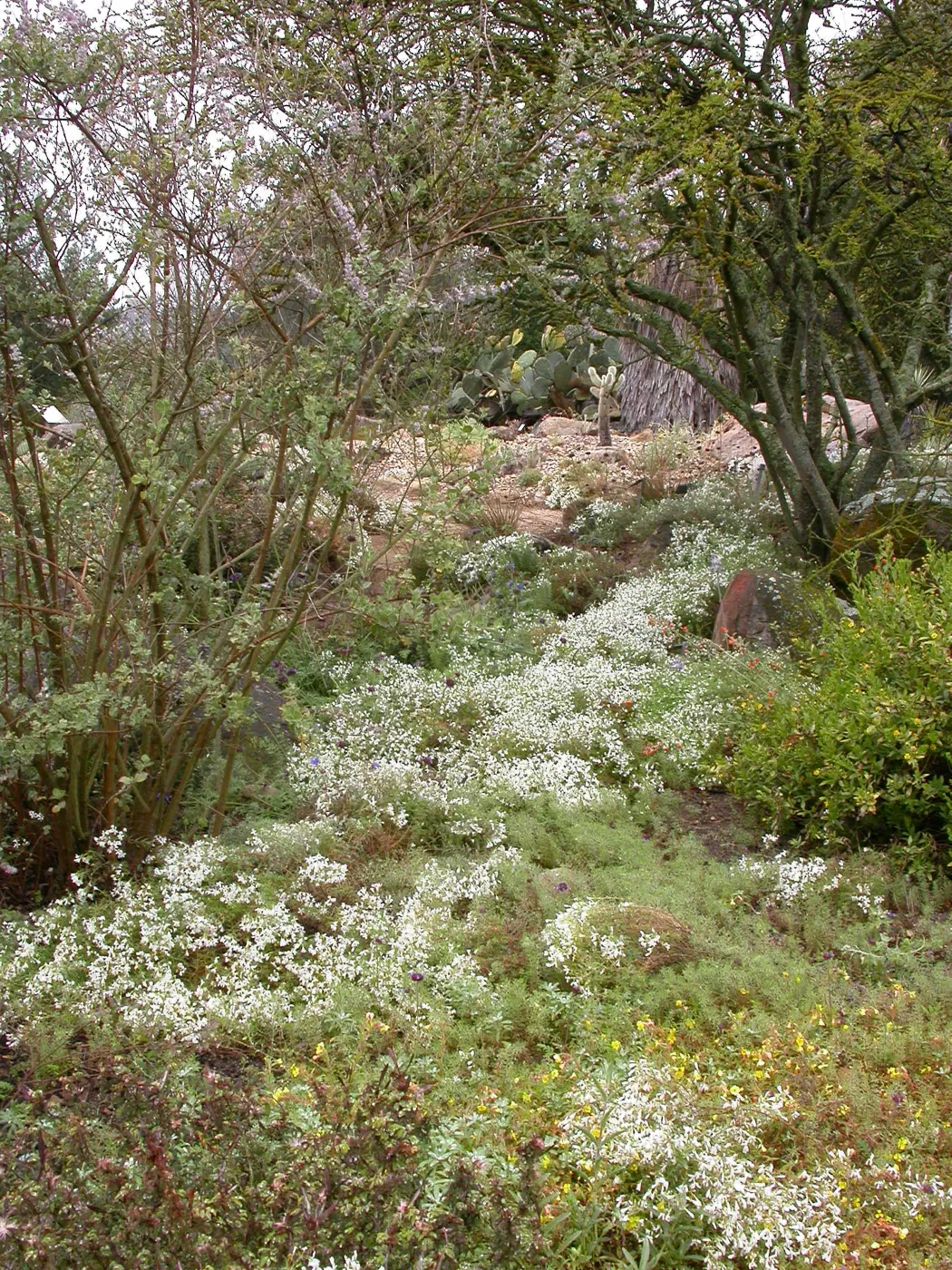 Linanthus floribundus