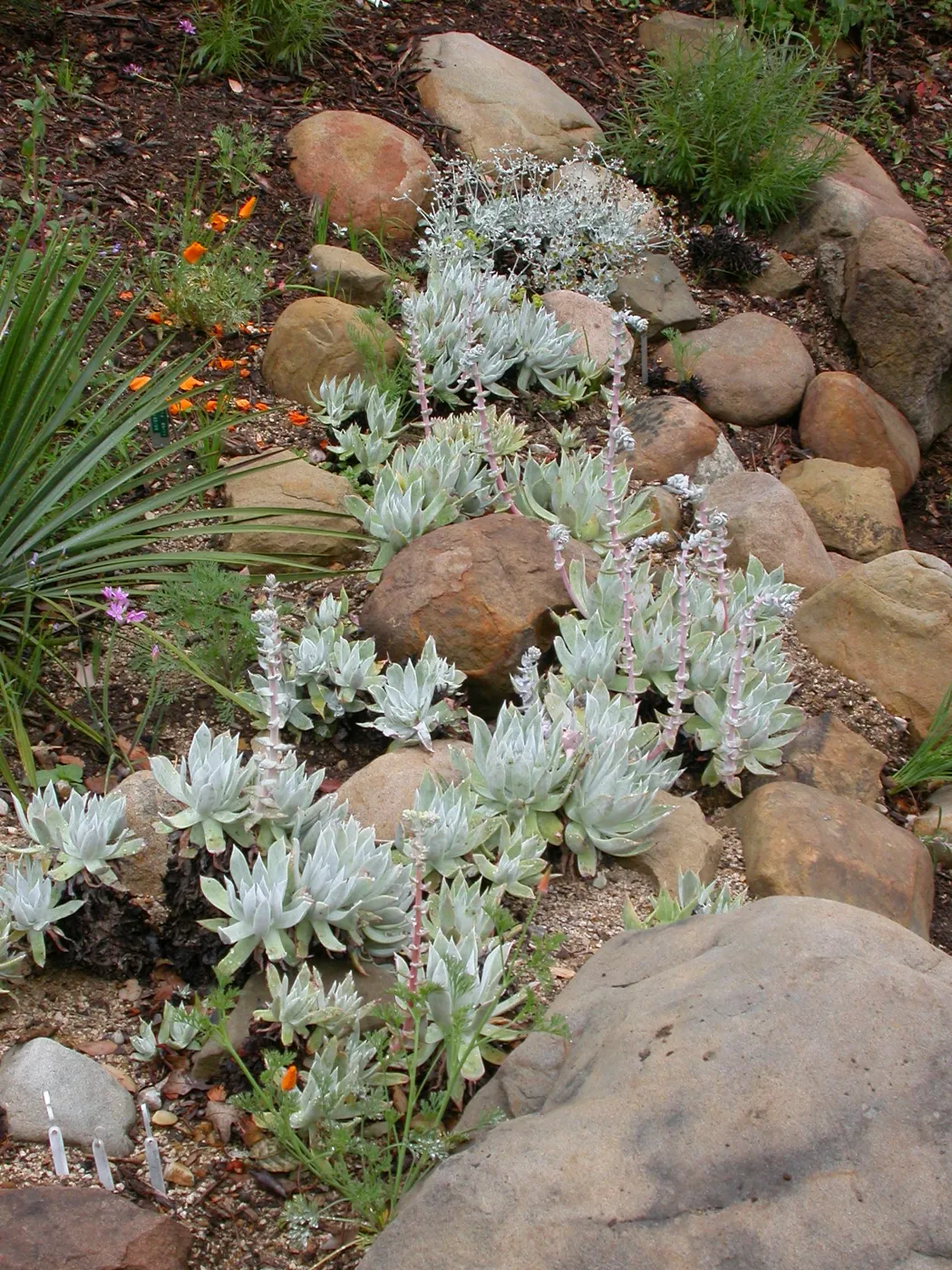 Dudleya traskiae hybrid