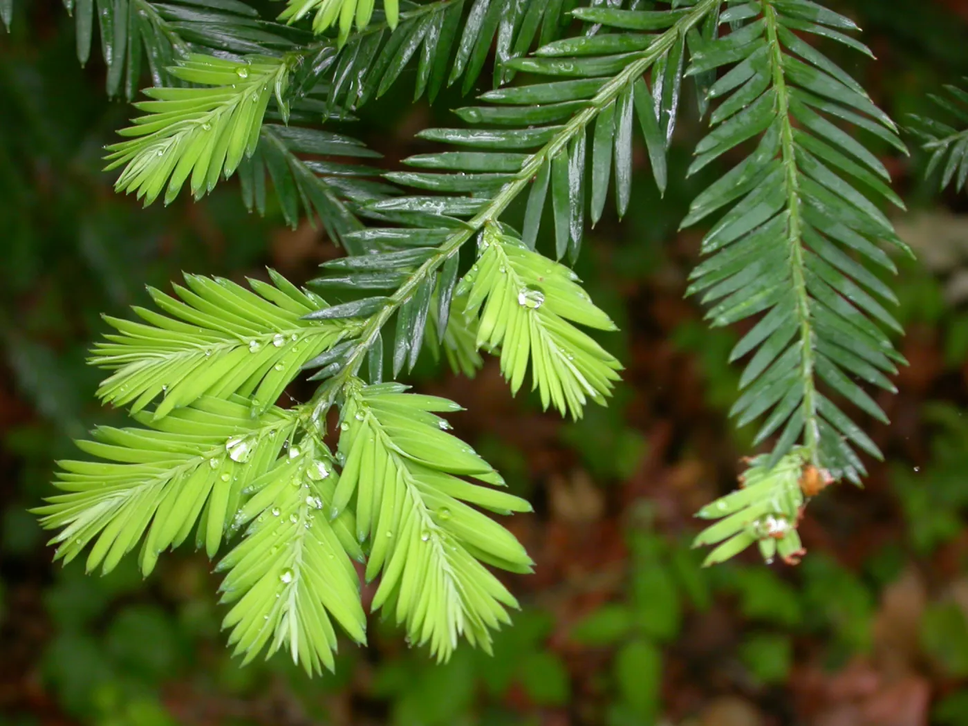 Coast Redwood leaf closeup