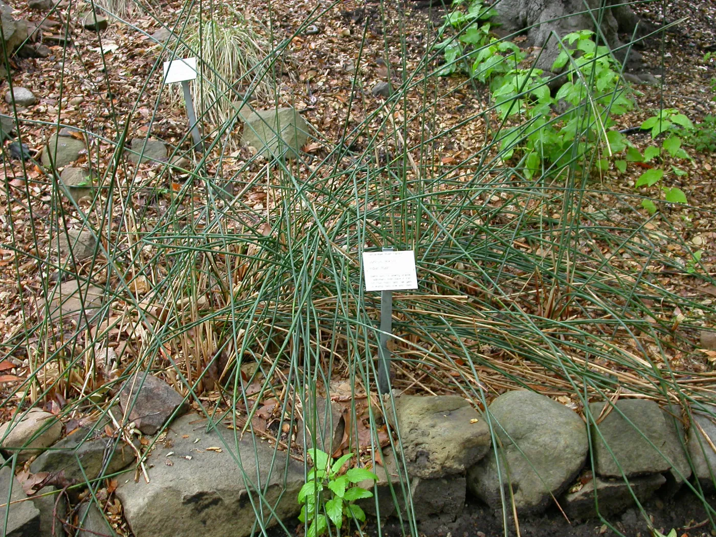 Juncus textilis