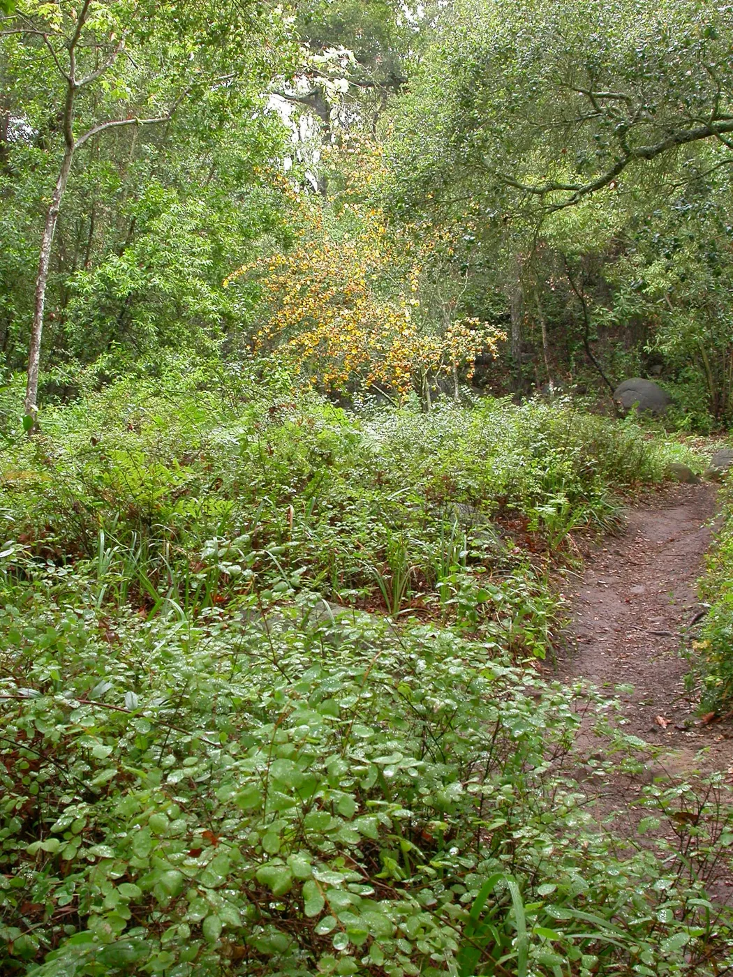 Lower Campbell Trail