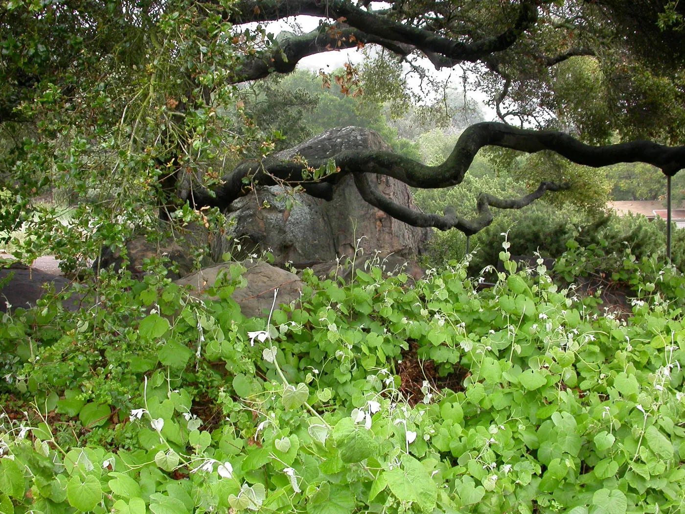 Vitis girdiana, Blaskely Boulder