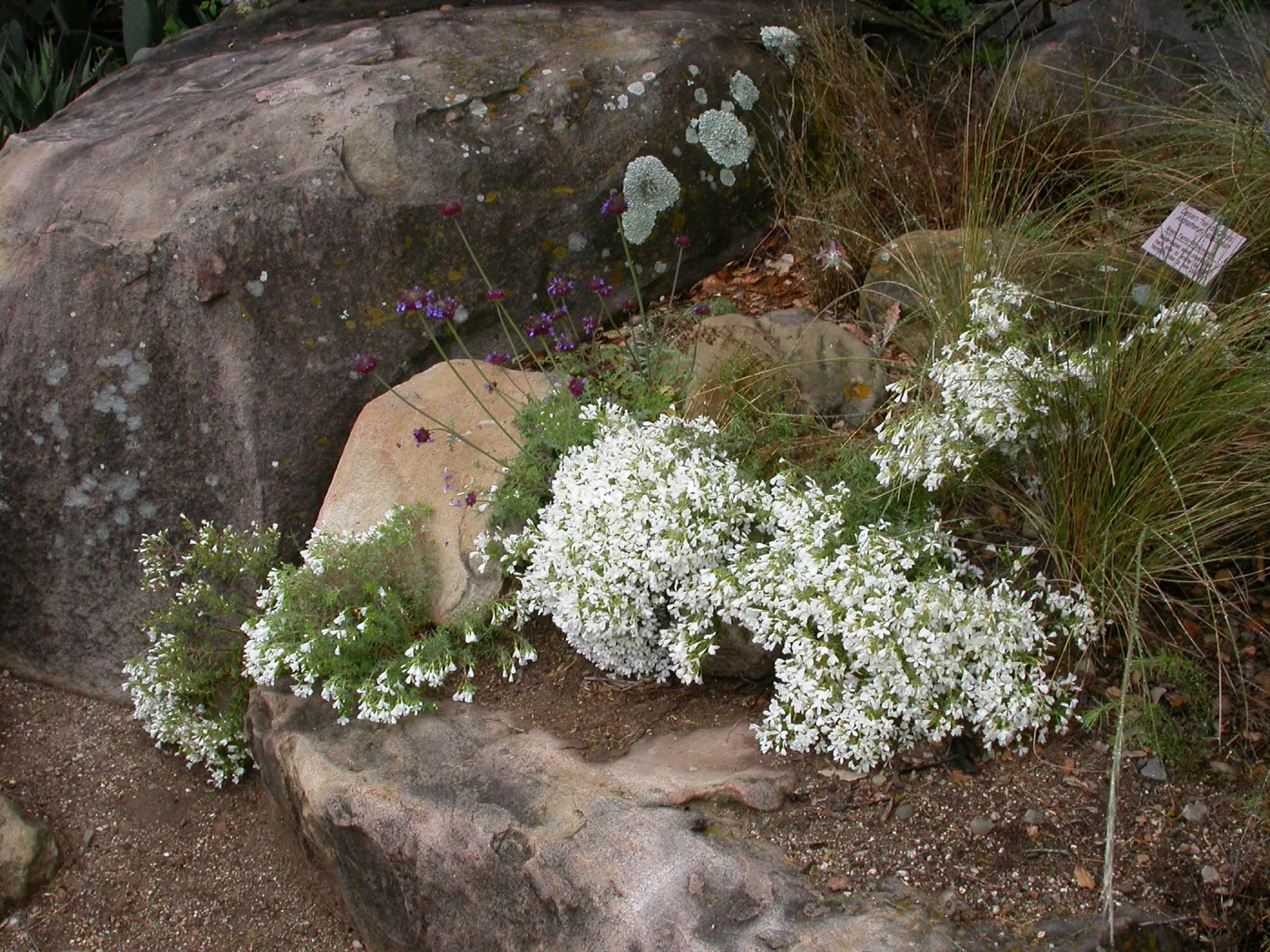 Linanthus floribundus
