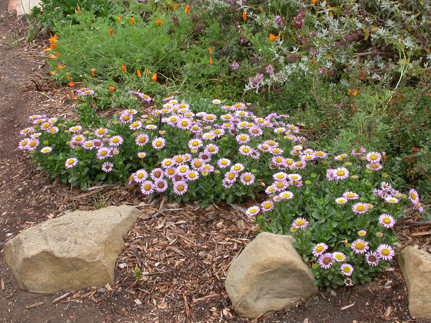 Erigeron 'Bountiful'