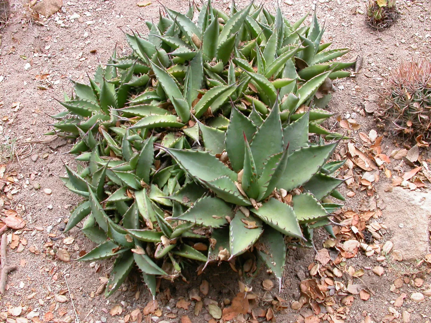 Agave margaritae