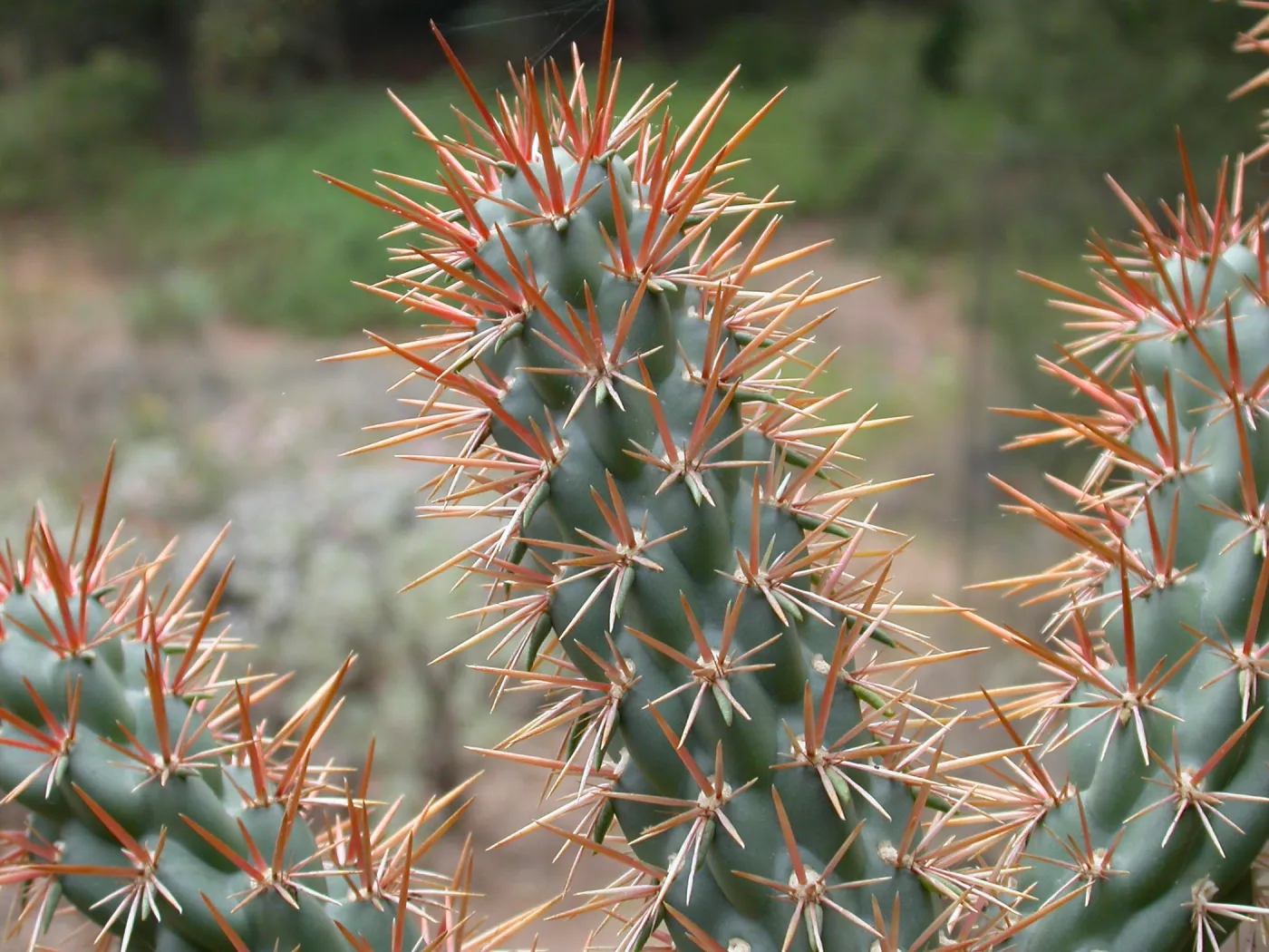 Opuntia cedrosensis?