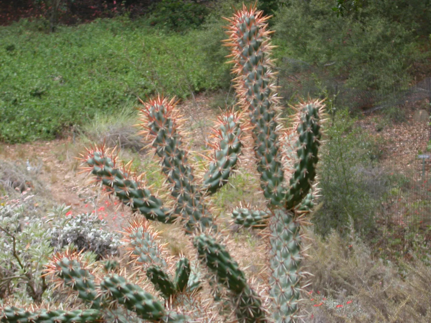 Opuntia cedrosensis?