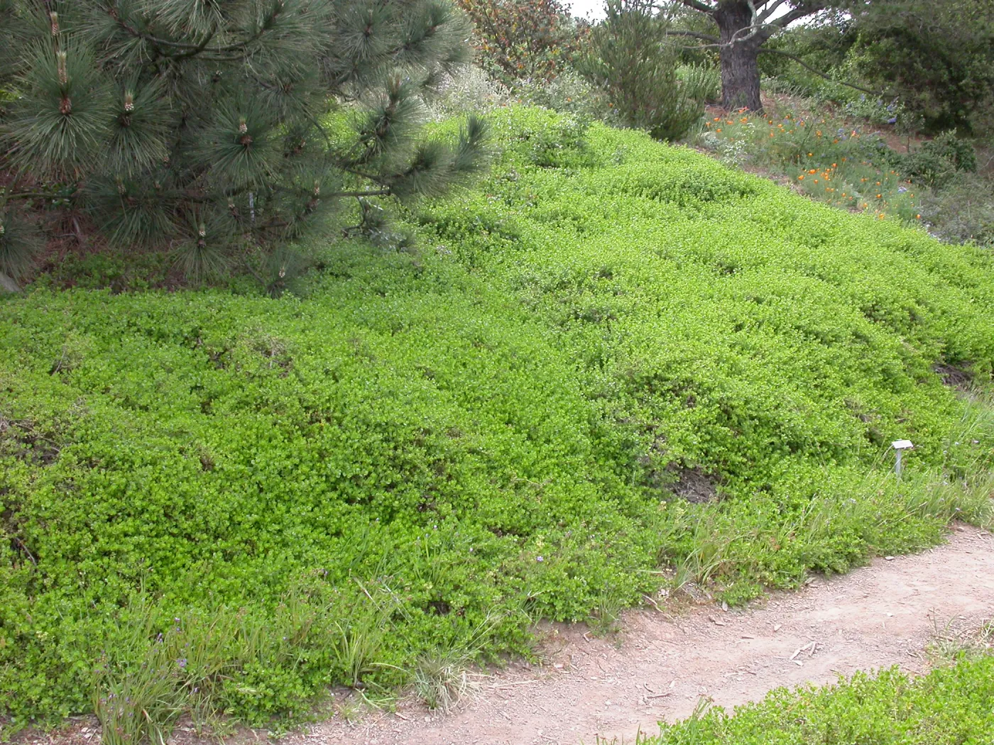 Baccharis pilularis, C 21-22