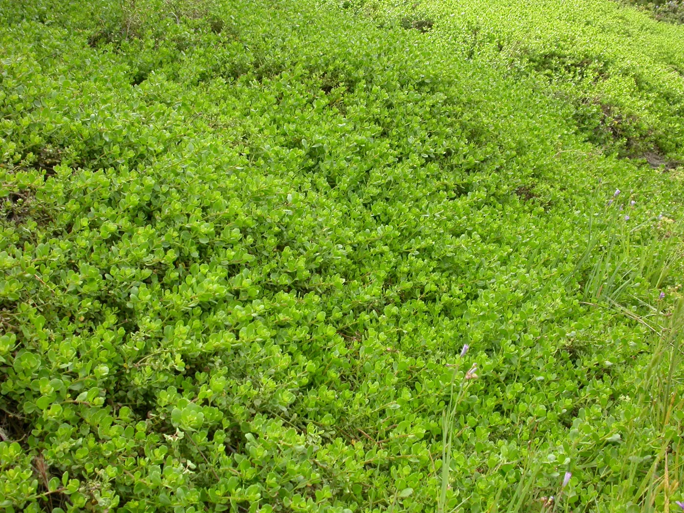 Baccharis pilularis, C 21-22