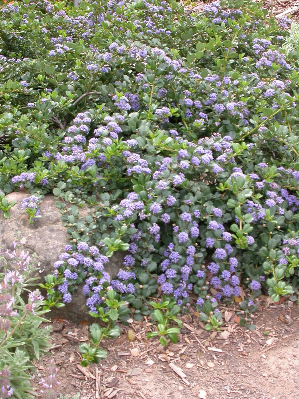 Ceanothus 'Anchor Bay'