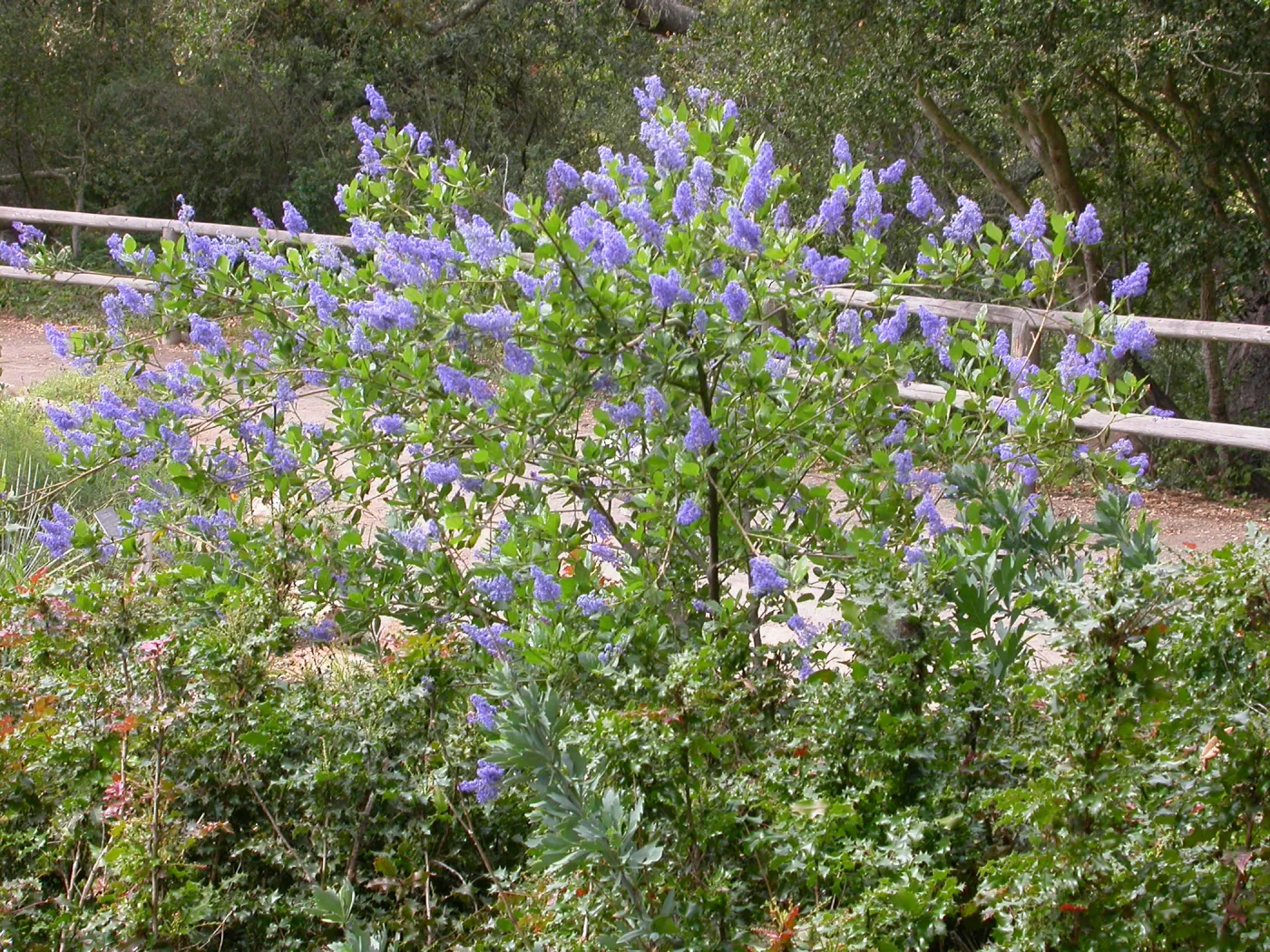 Ceanothus 'Gentian Plume' top of the Meadow
