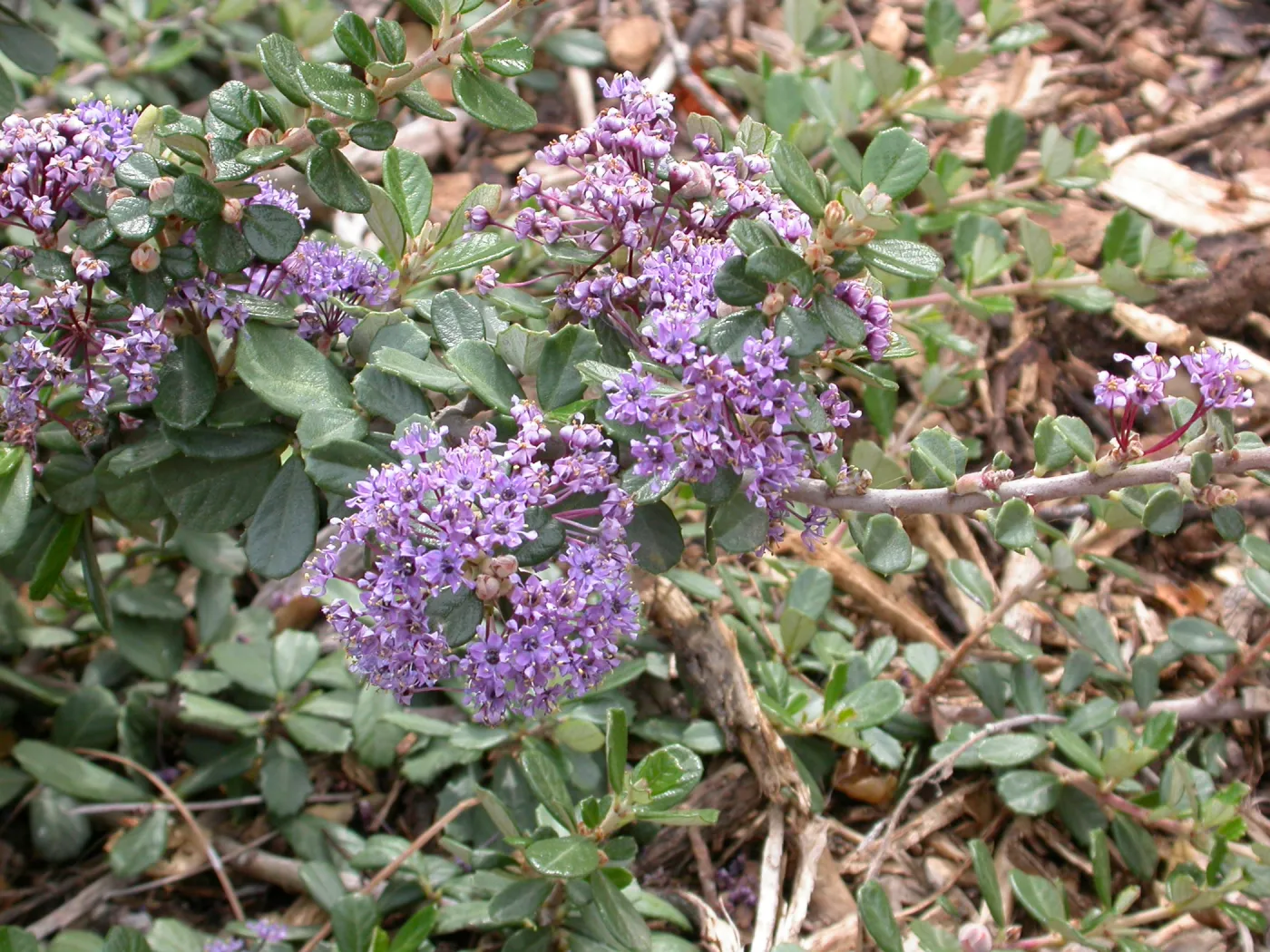 Ceanothus maritimus