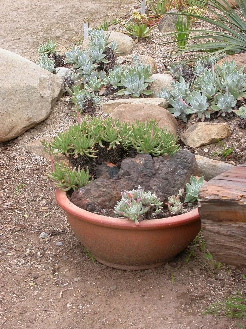 Pot of dudleya at theDudleya display