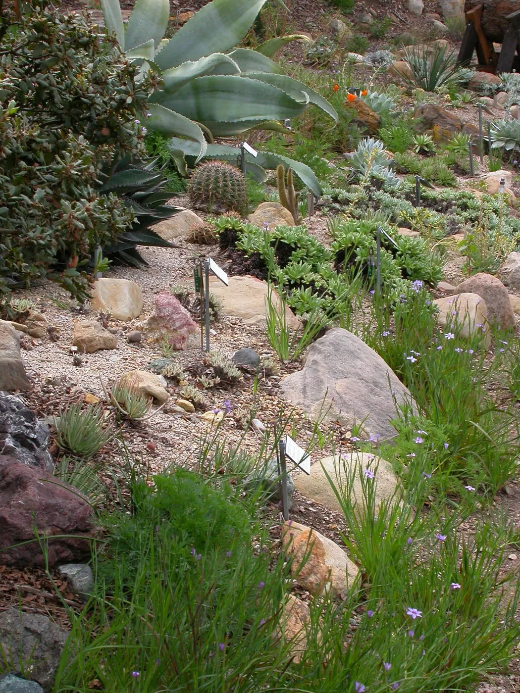 Dudleya display