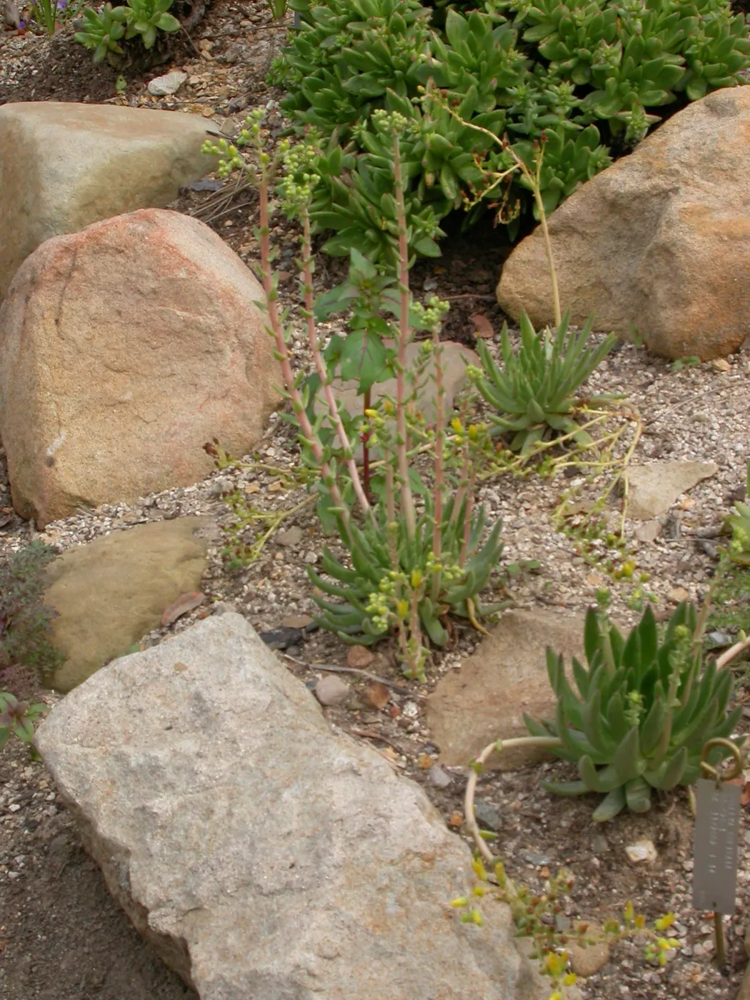 Dudleya cultrata