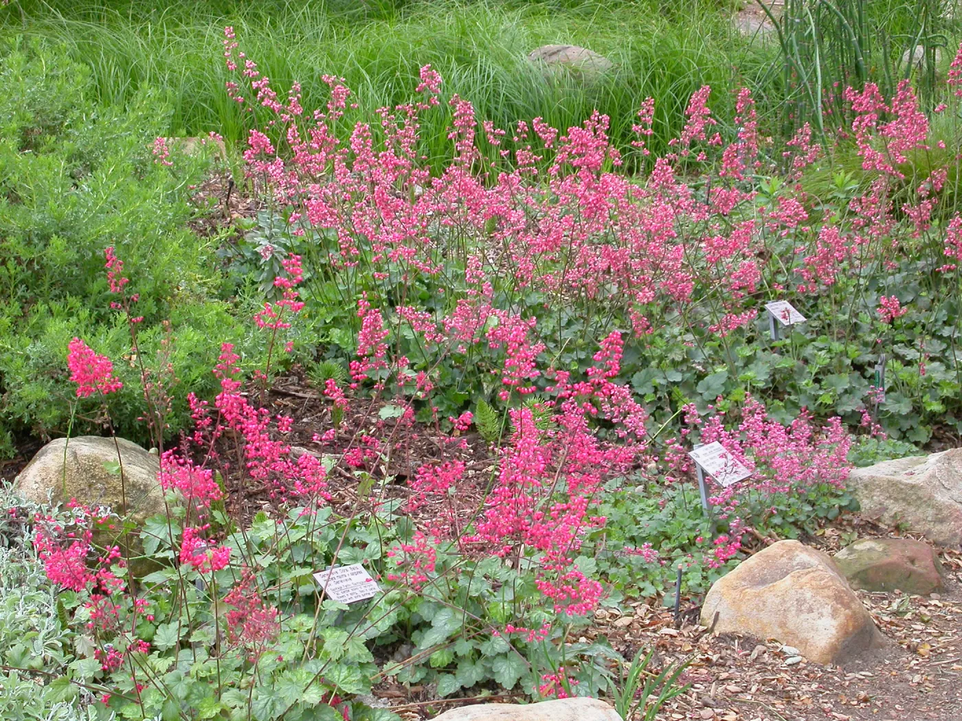 Heuchera cultivars bottom of the Groundcover Display