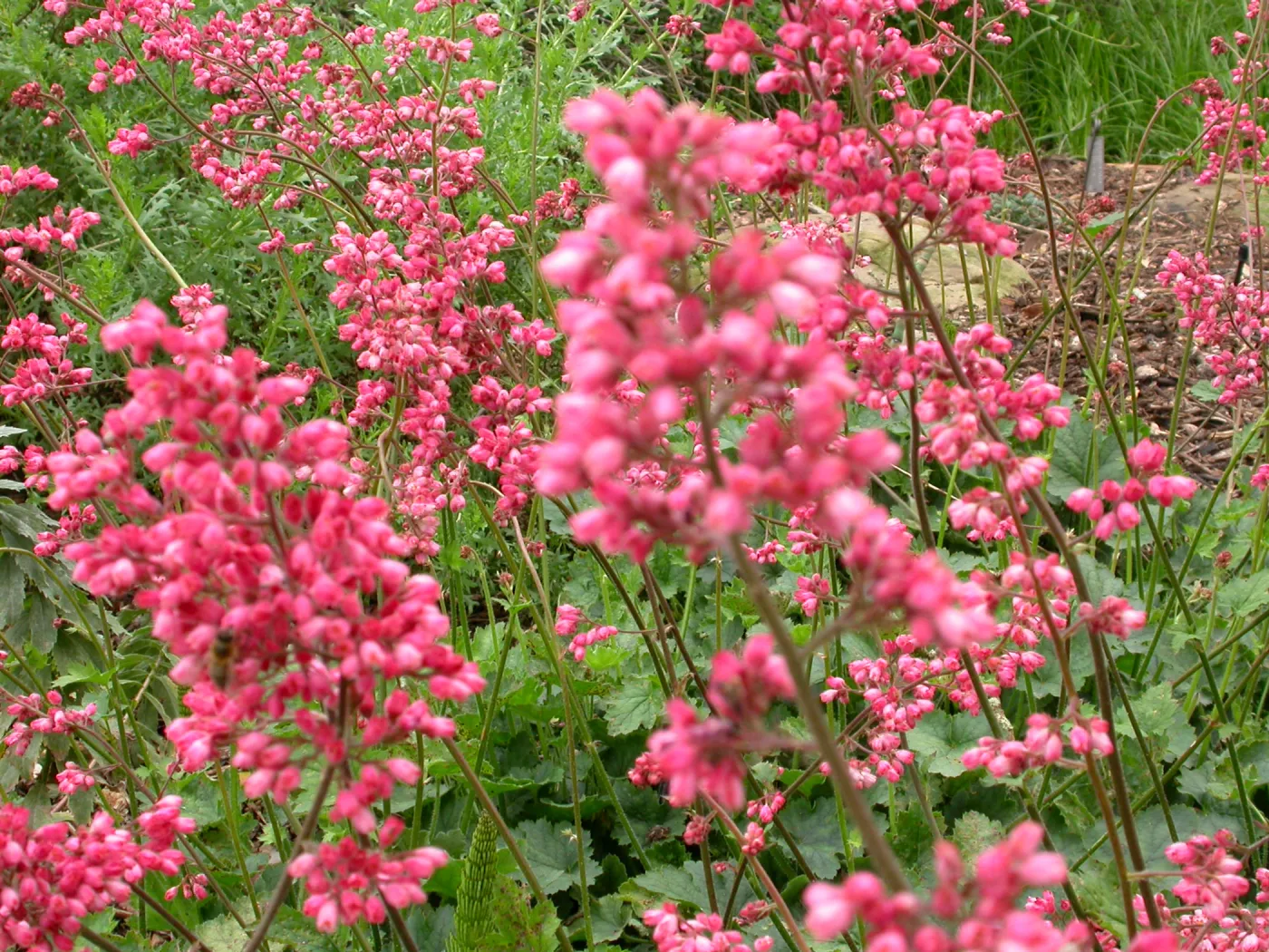 Heuchera cultivars bottom of the Groundcover Display