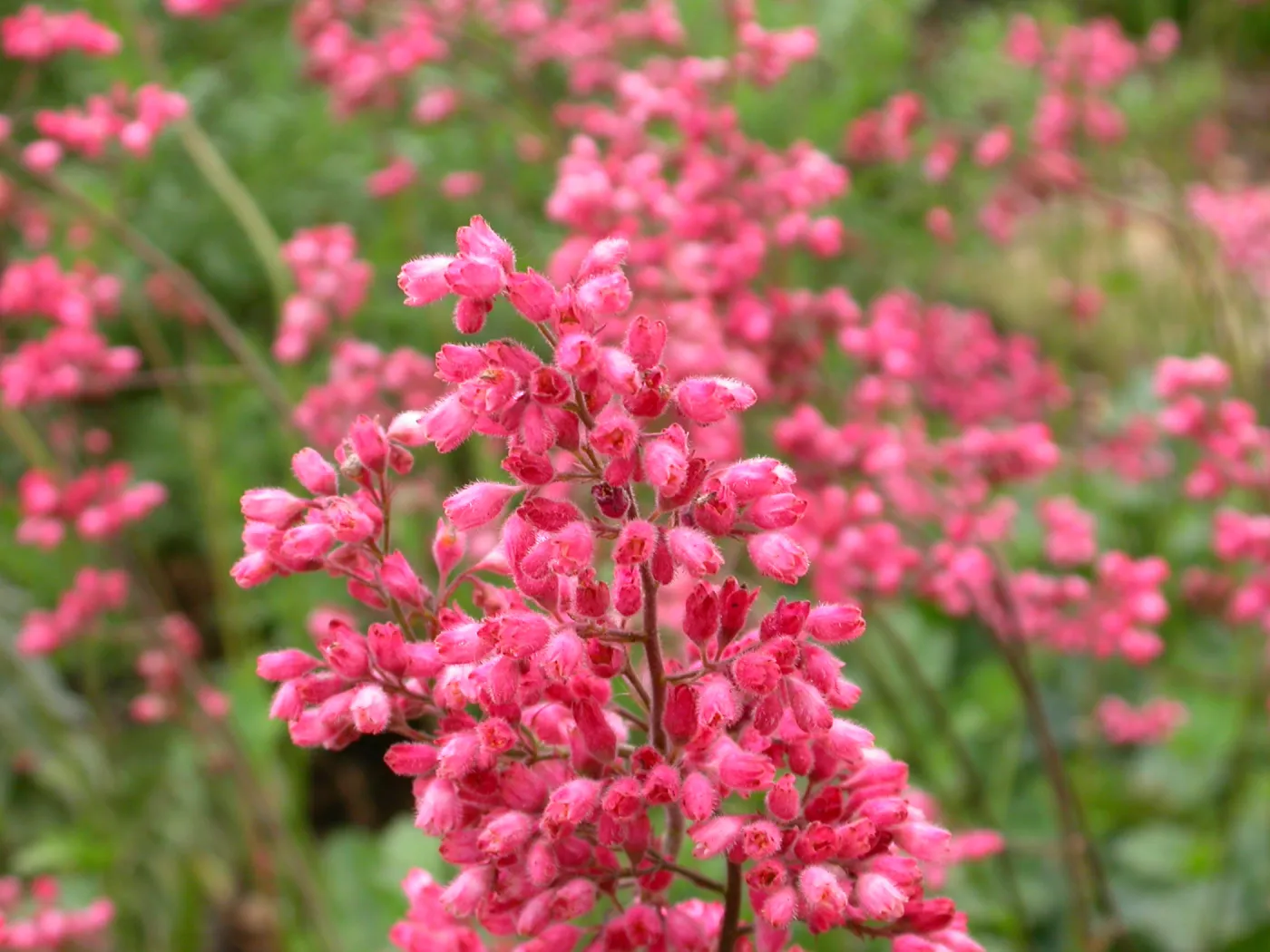 Heuchera cultivars bottom of the Groundcover Display