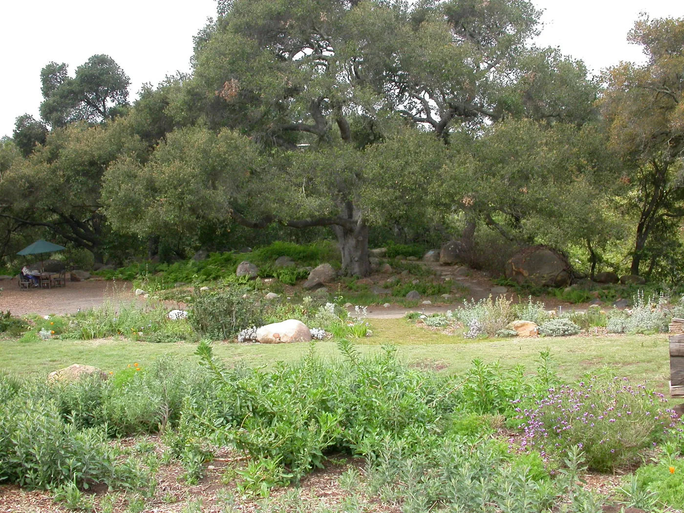 Quercus agrifolia (Coastal Live Oak) Meadow Oaks
