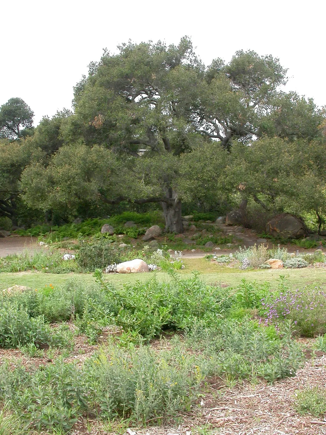 Quercus agrifolia (Coastal Live Oak) Meadow Oaks