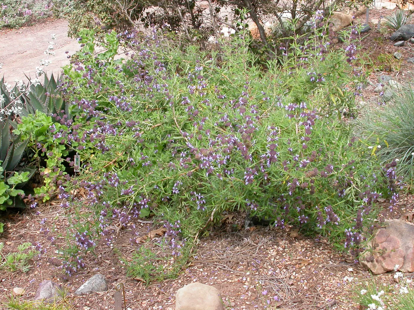 Salvia brandegii hybrid in Dudleya display (Sage brandegii)