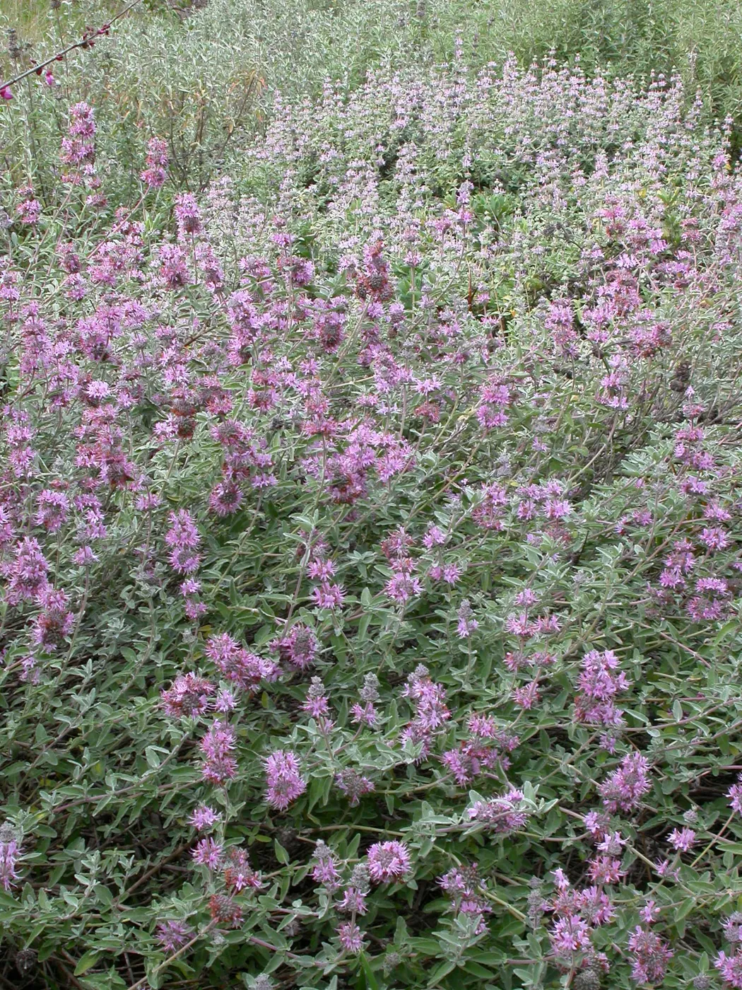 Salvia leucophylla (Purple sage) east side upper Meadow