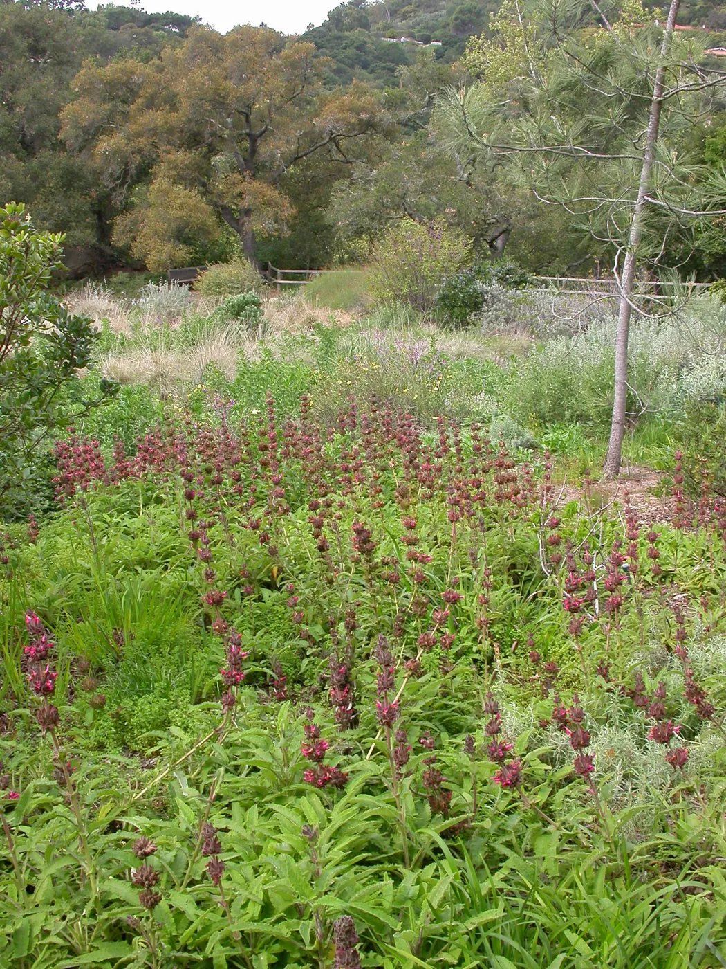 Salvia spathacea (California Hummingbird Sage) west side of Meadow