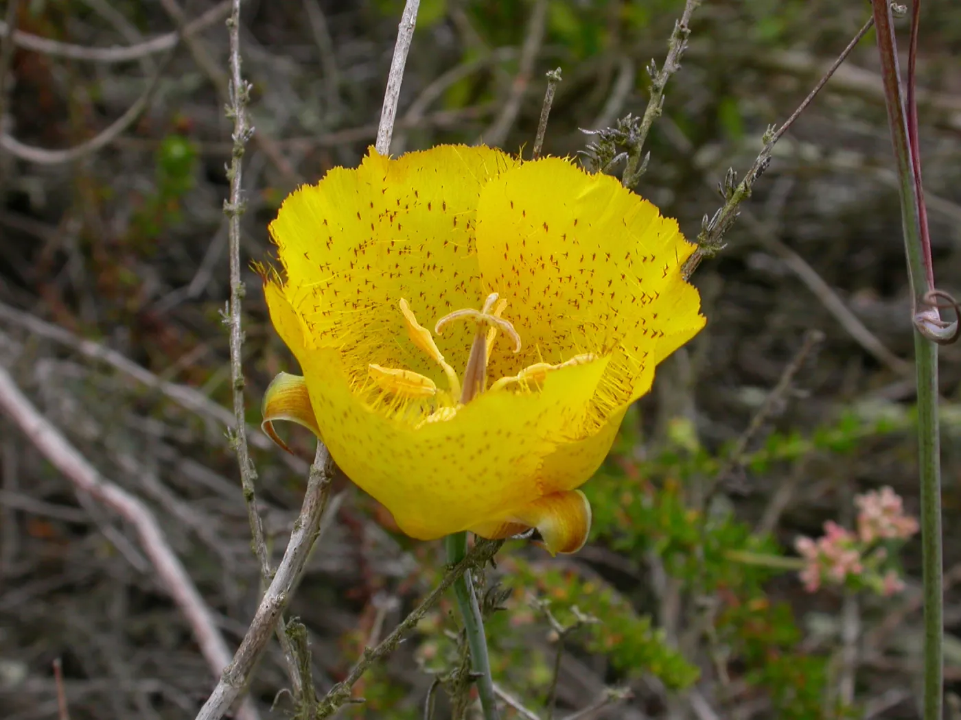 Calochortus weedii weedii, Saxony Road, San Diego County