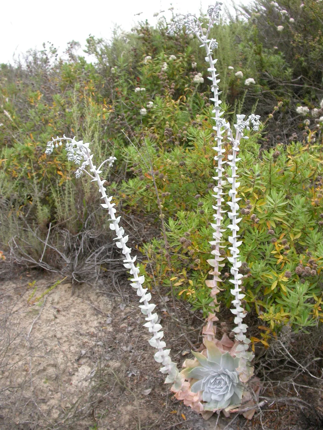 Dudleya pulverulenta, Saxony Road, San Diego County