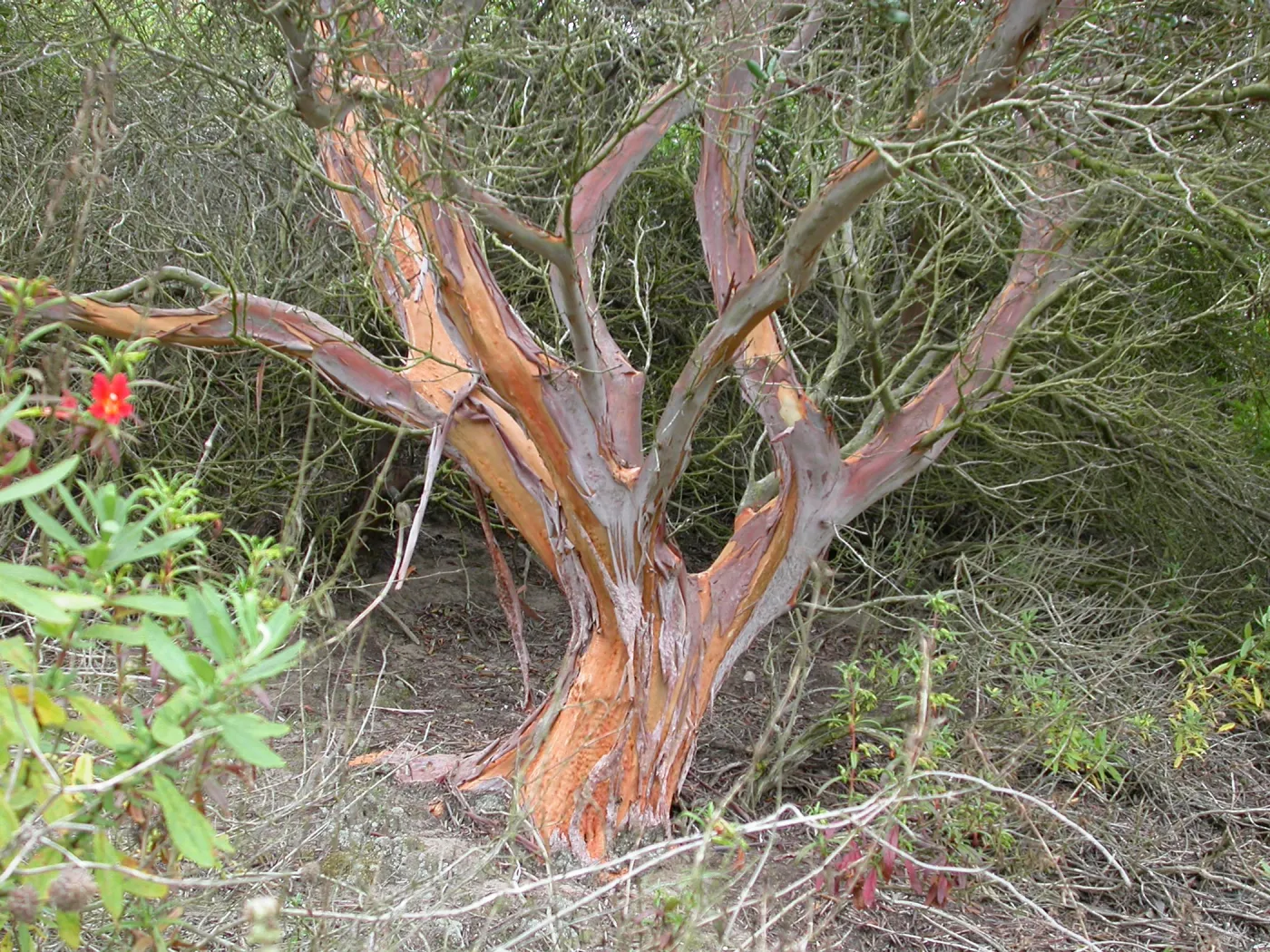 Xylococcus bicolor, Saxony Road, San Diego County