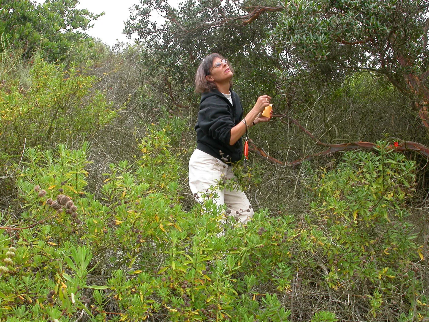 Carol Bornstein, Saxony Road, San Diego County Salvia mellifera in foreground
