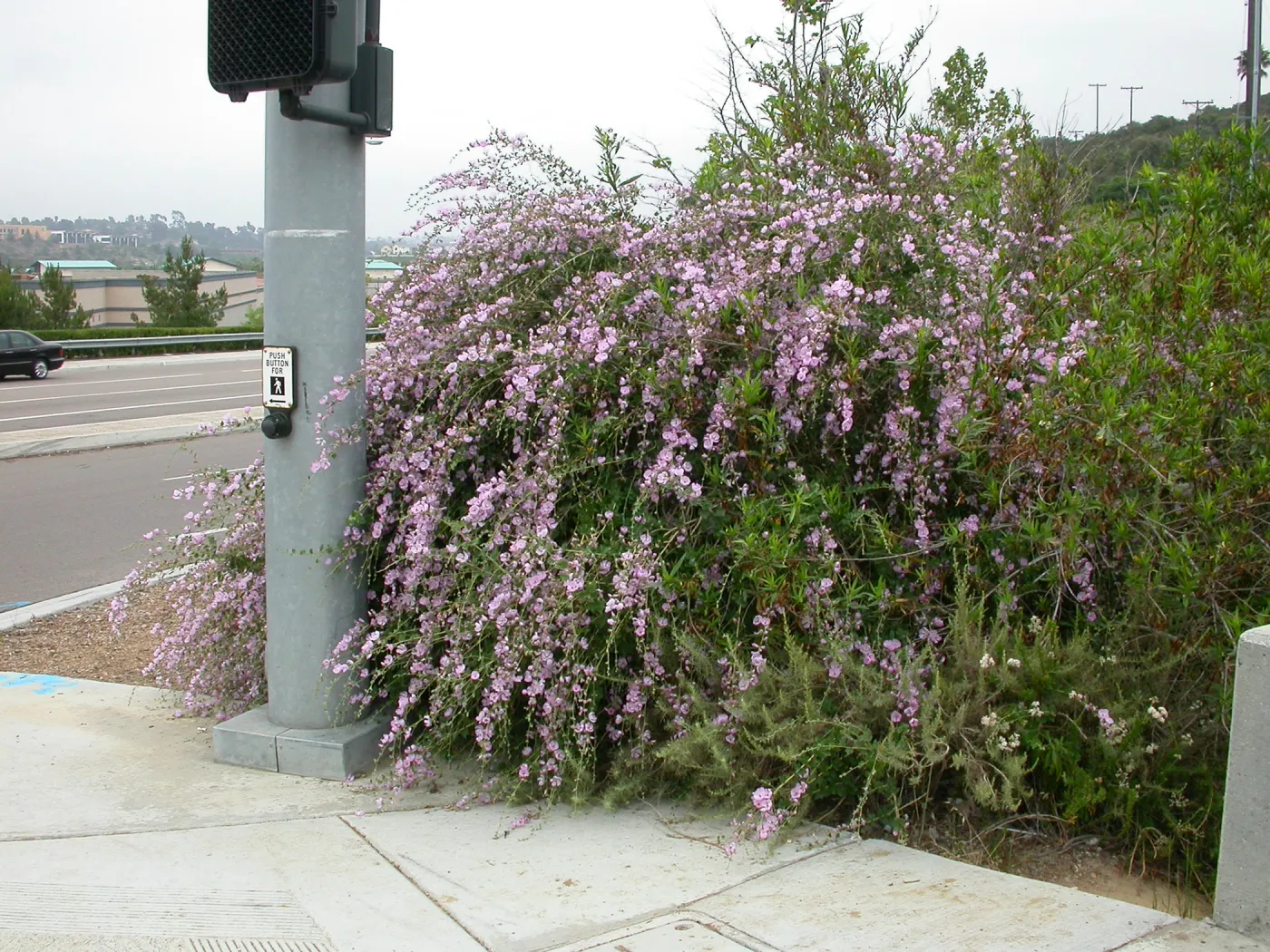 Malacothamnus fasciculatus 