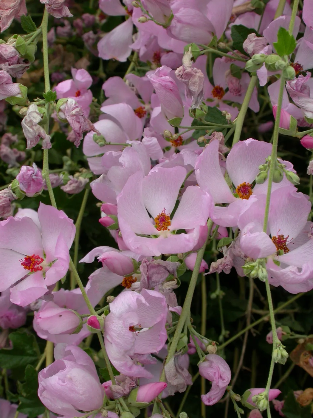 Malacothamnus fasciculatus