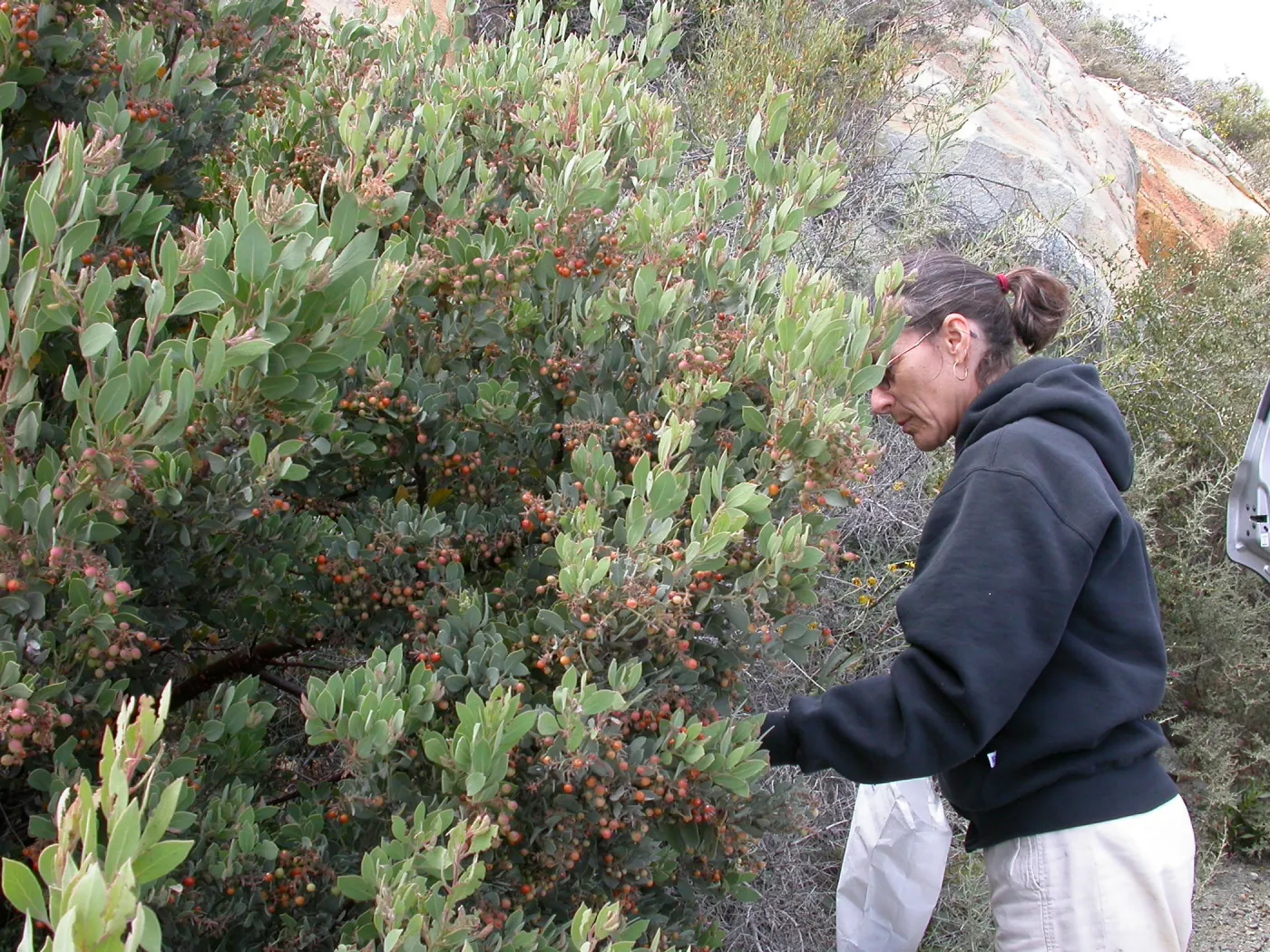 Collecting Arctostaphylos otayensis seed