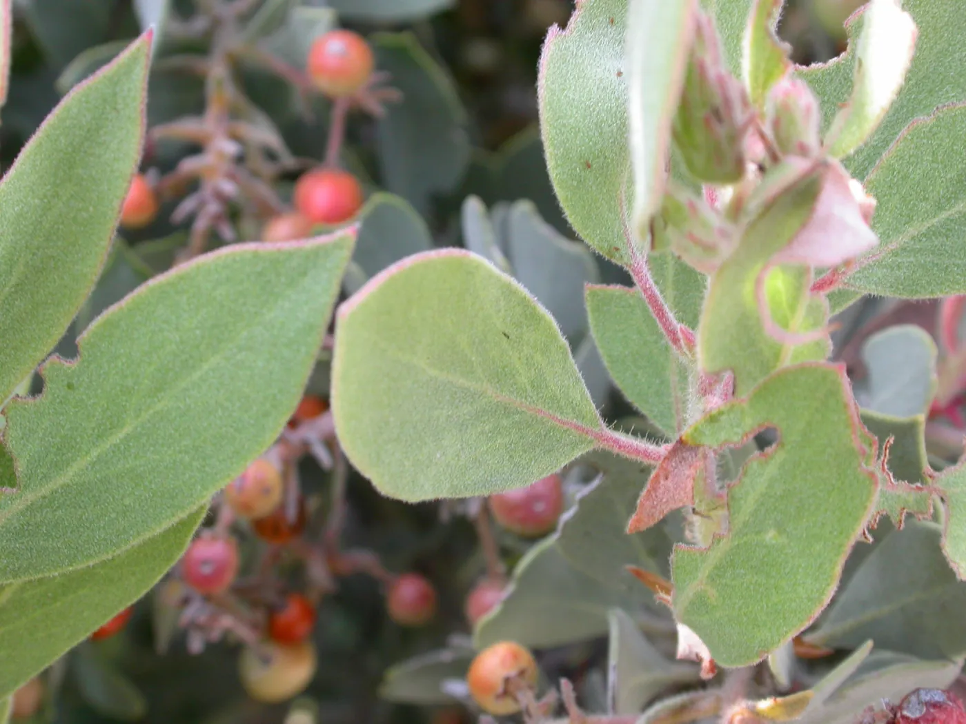 Arctostaphylos otayensis