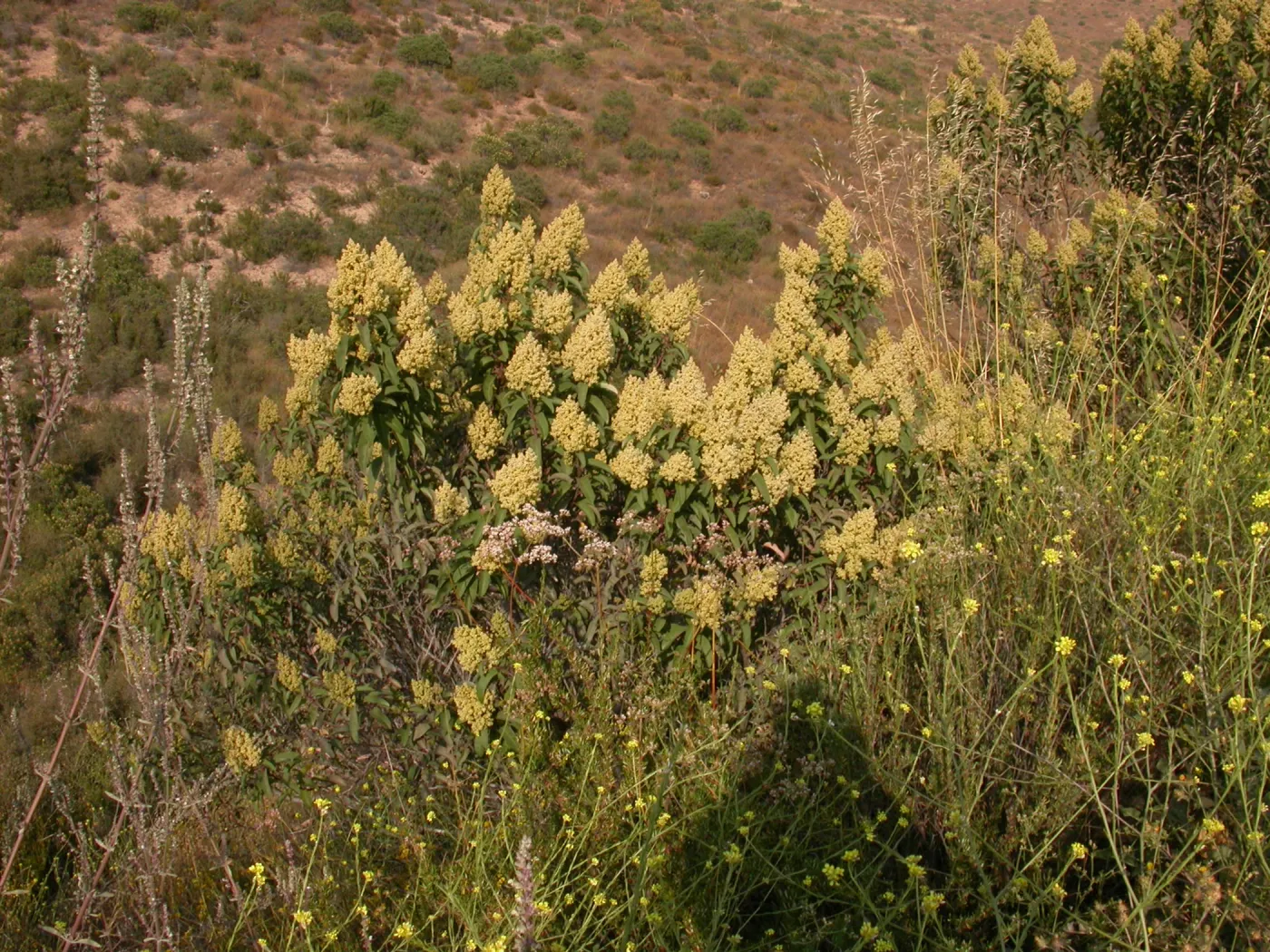 Malosma laurina. Otay Mountain, San Diego Couny