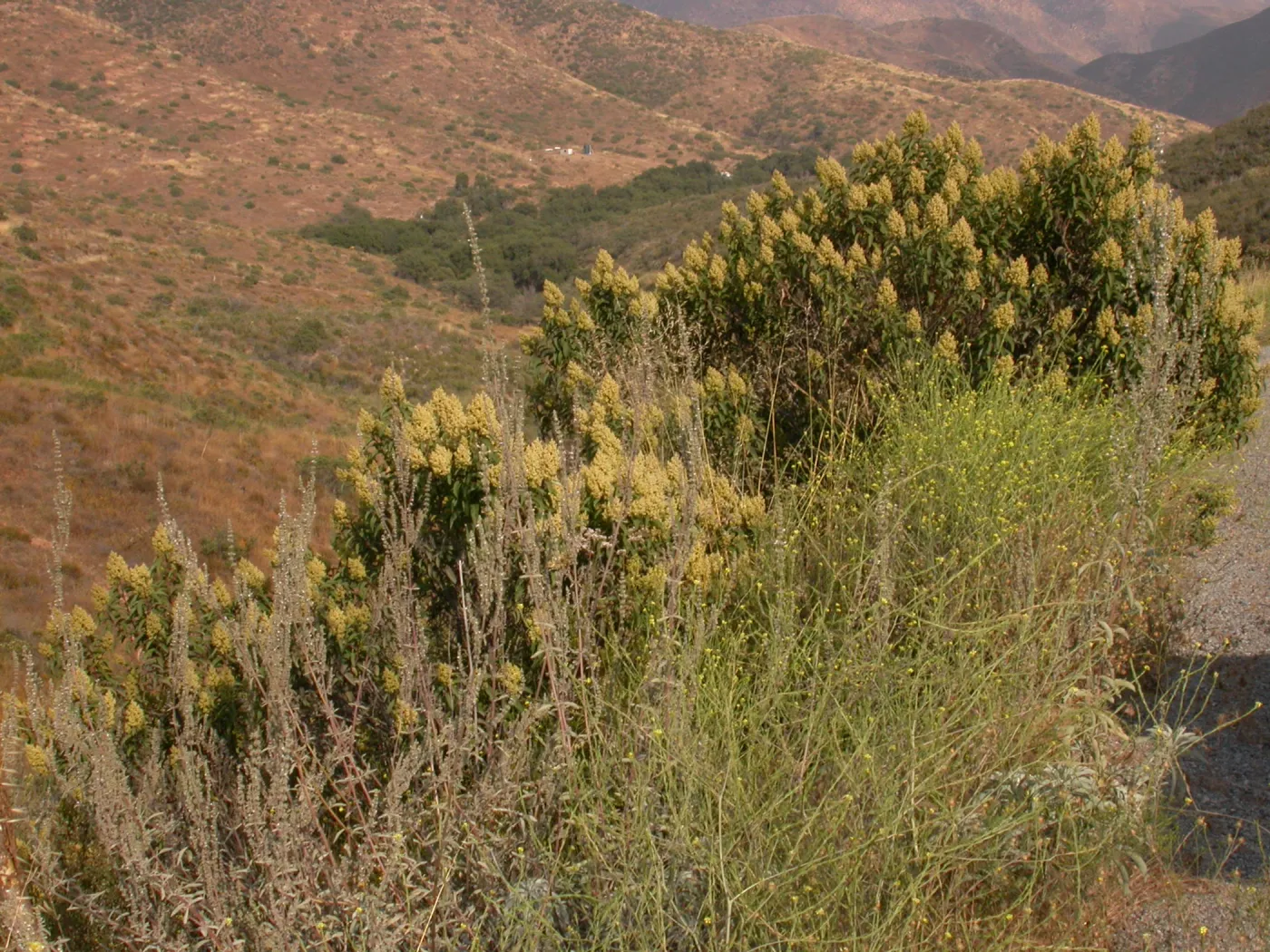 Malosma laurina. Otay Mountain, San Diego Couny