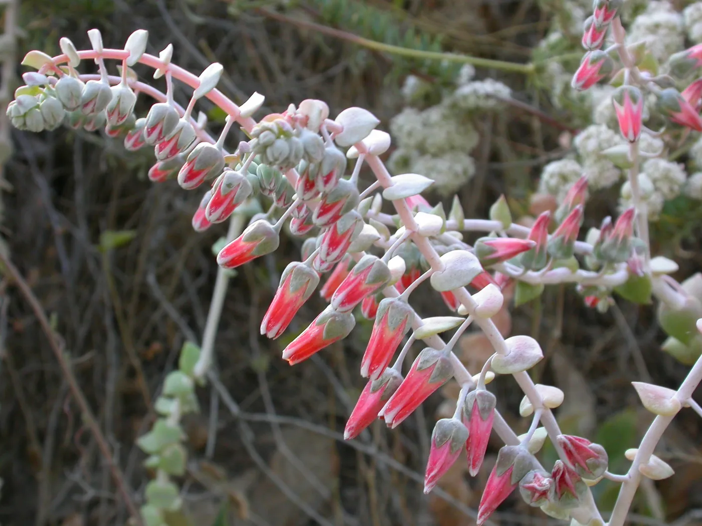 Dudleya pulverulenta, Otay Mountain, San Diego Couny Pinkish flowers