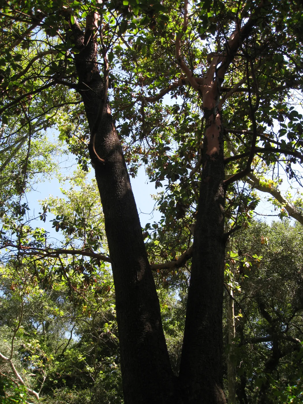 Madrone at Guild House