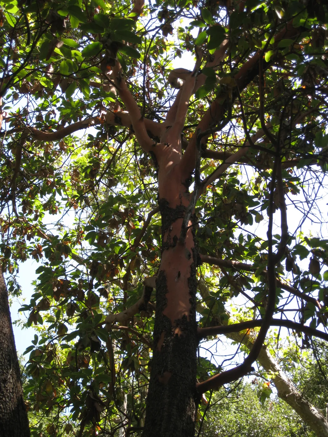 Madrone at Guild House