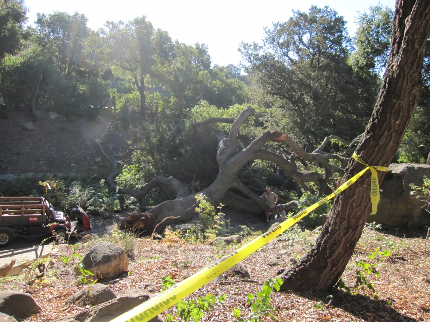 Fallen Oak i(Coastal Live Oak) n the Arroyo