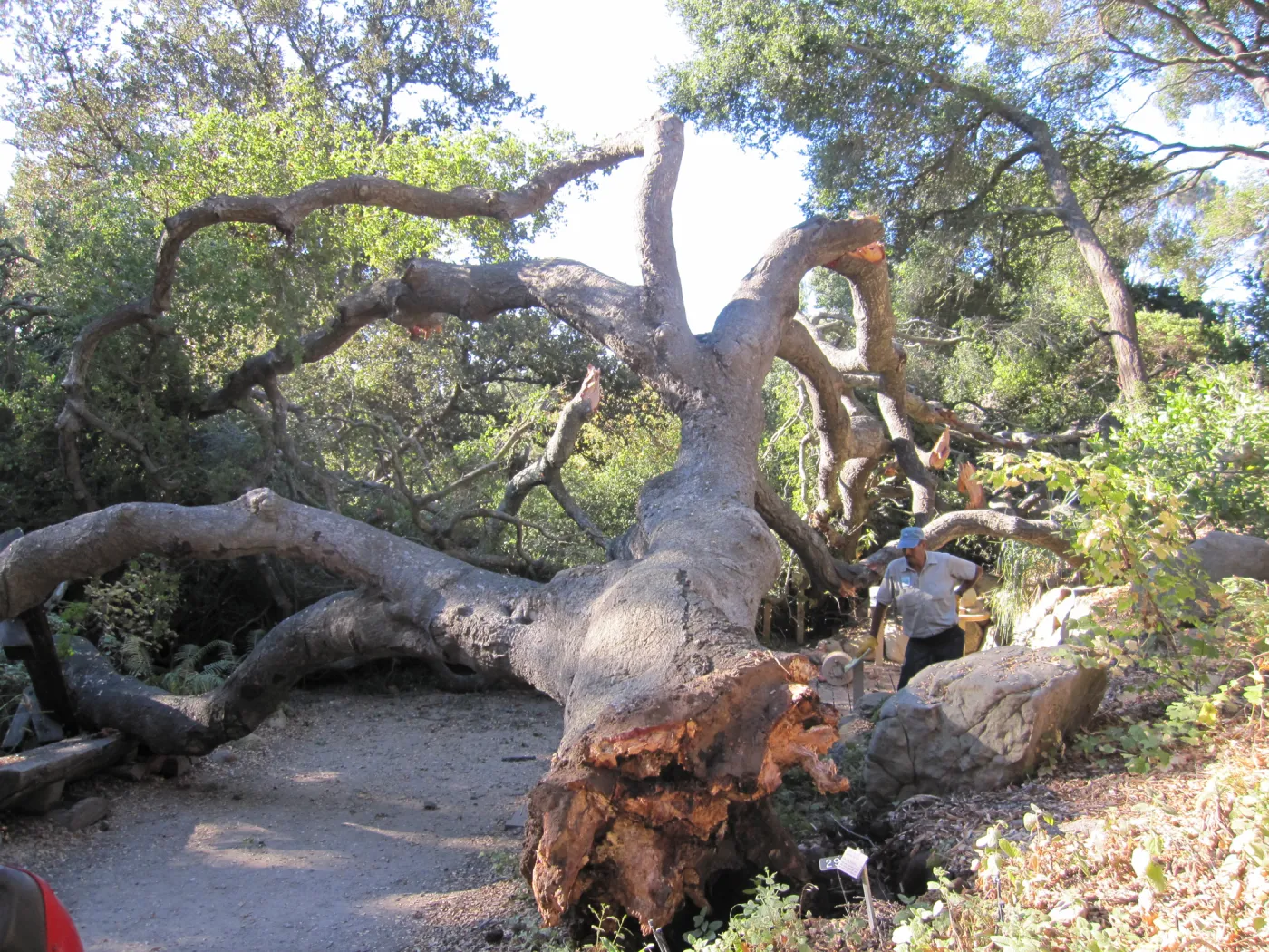 Fallen Oak in the Arroyo