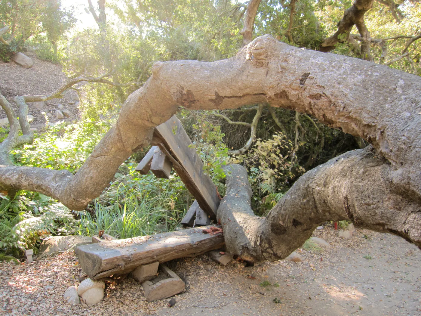 Fallen Oak and damaged bench