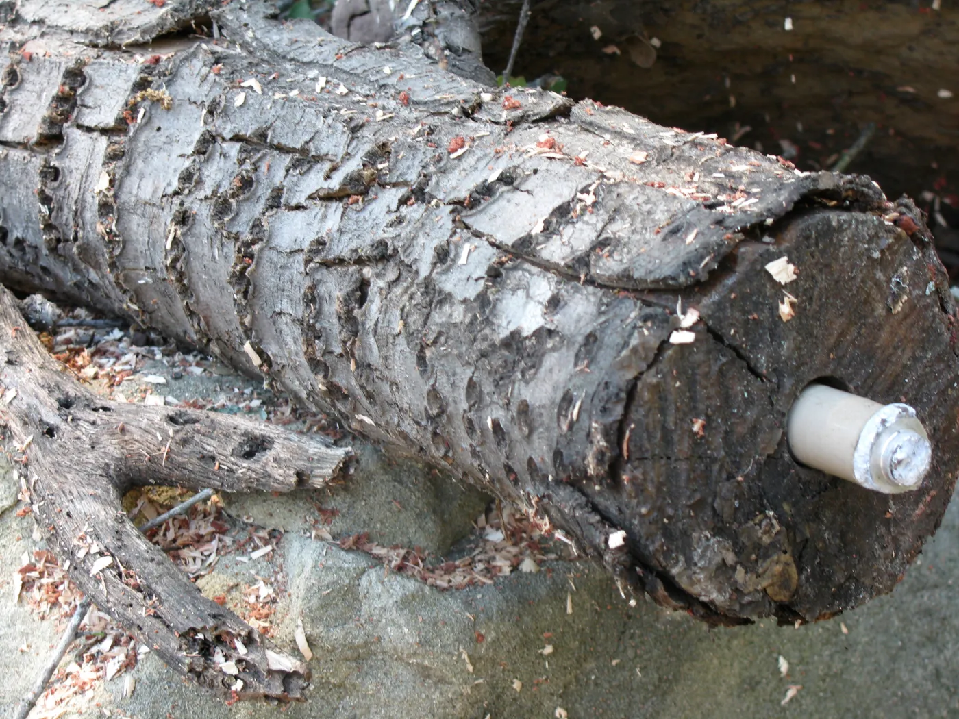 Fallen Oak Damages