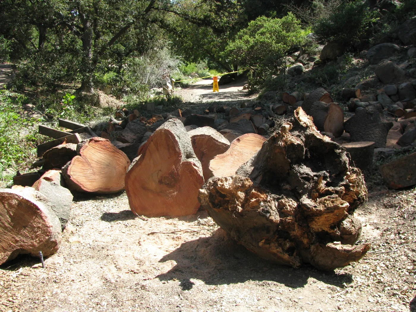 Fallen Oak Damages
